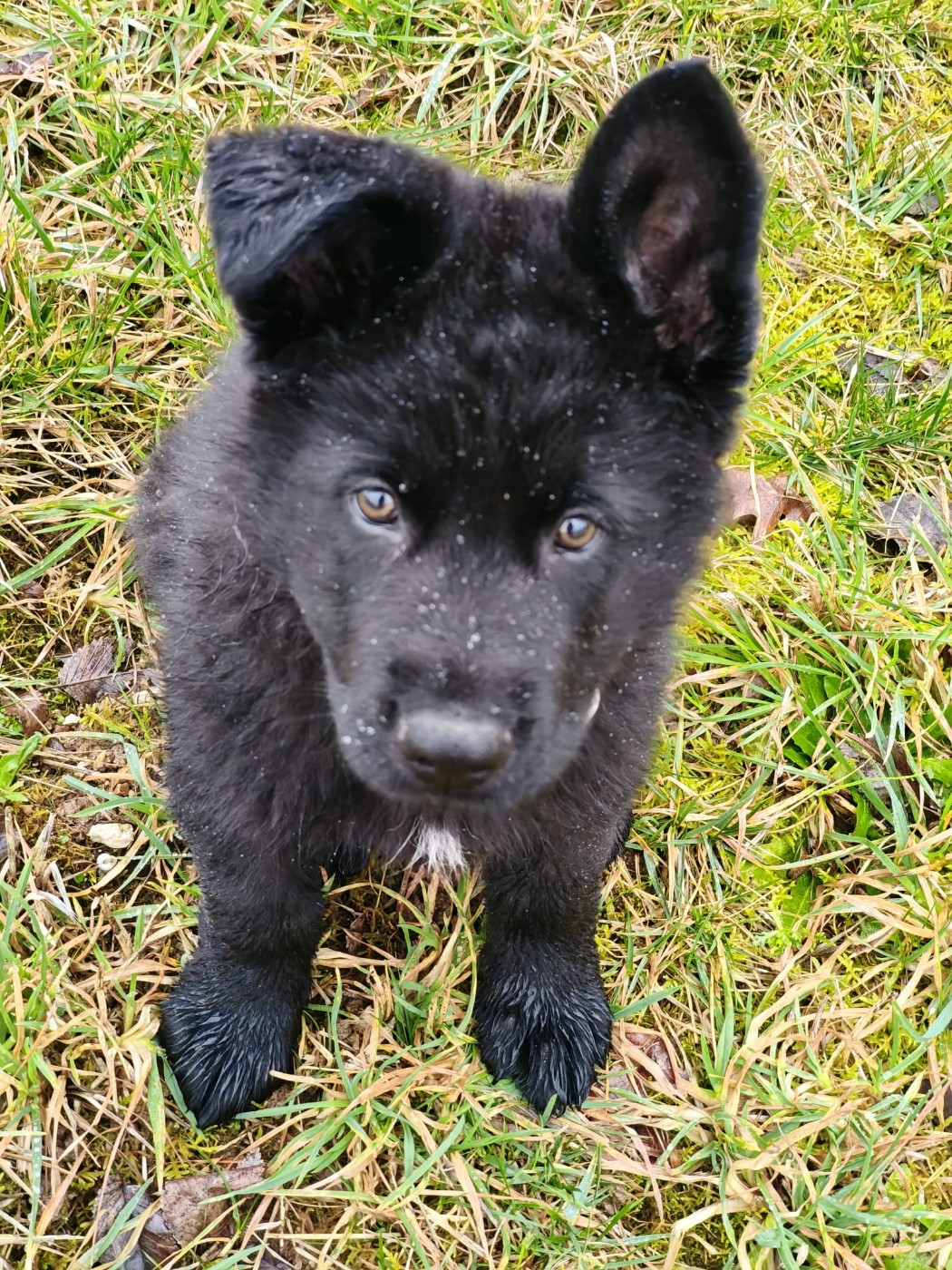 Asclepios du clos Chalis