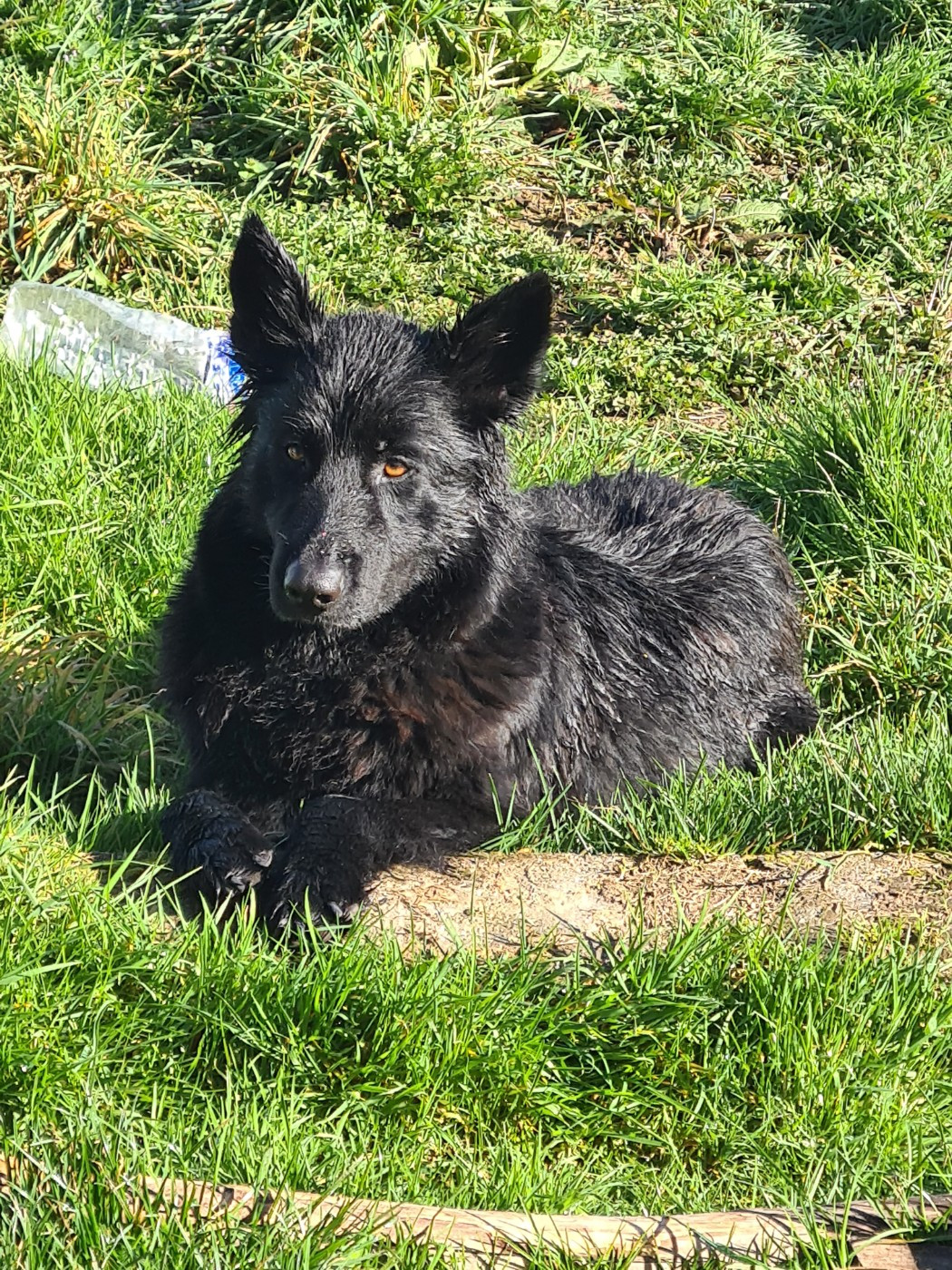 Sioux De L'ecuter De La Branle De L'Ecuyer De La Branle