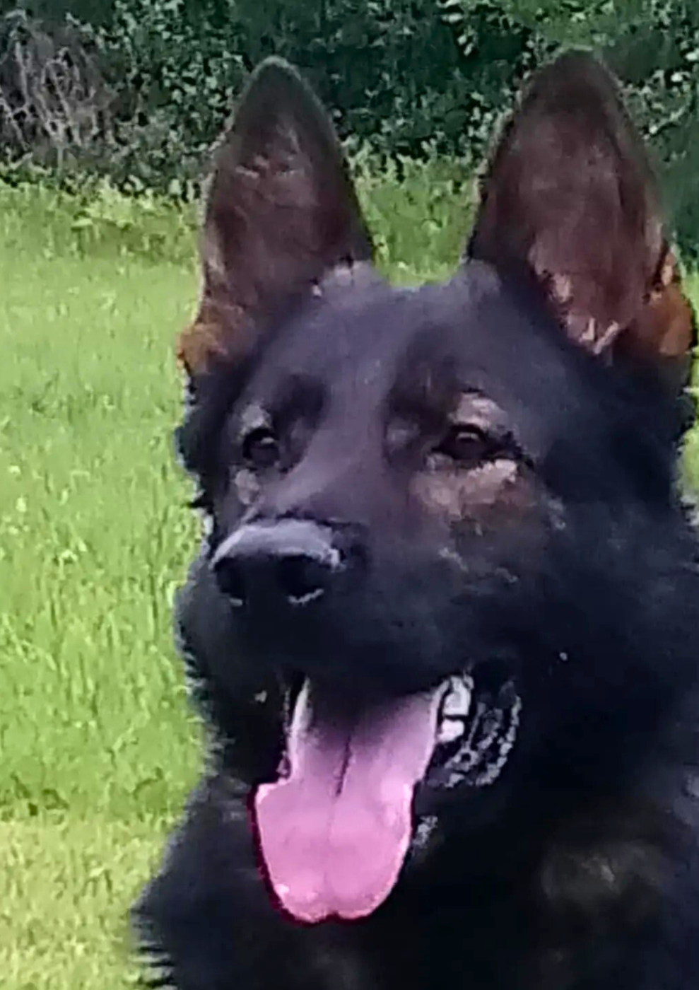 L'lobo du clos Chalis